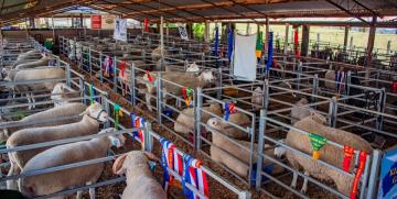 Gulgong Show 2026