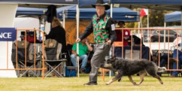 The Great Cattledog Muster